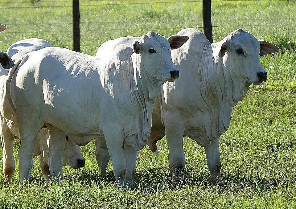 Preço do bezerro atinge recorde em janeiro!