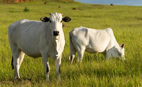 Preço em dólares de commodities em janeiro.