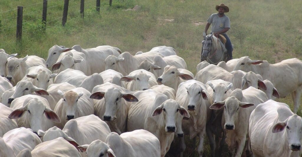 precos do boi em queda o que esta acontecendo 1