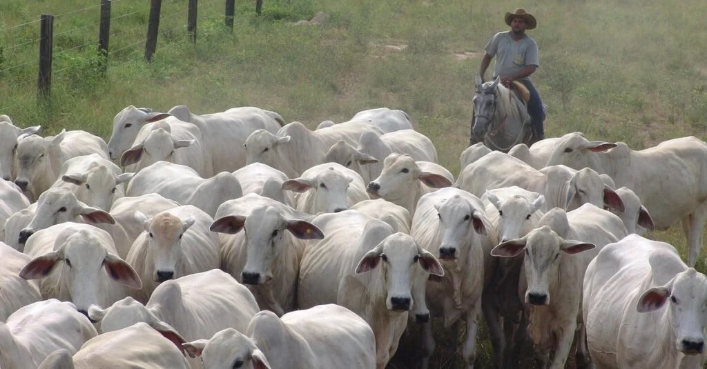 Preços do boi em queda: o que está acontecendo? 18 precos do boi em queda o que esta acontecendo 1