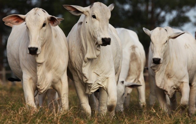 Preços do Boi em queda: o que está acontecendo?
