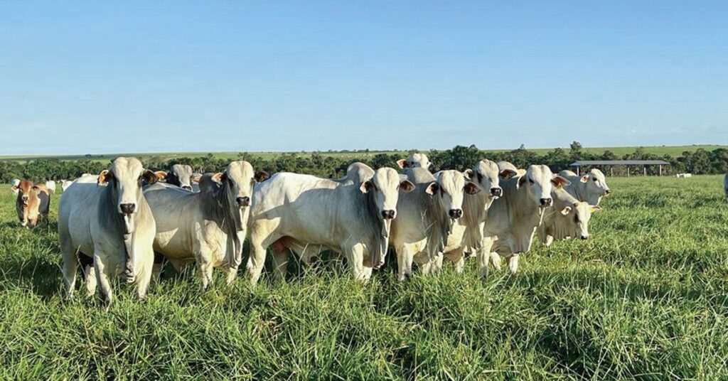 em São Paulo, pressão de baixa ganha corpo na reta final de fevereiro • Portal DBO