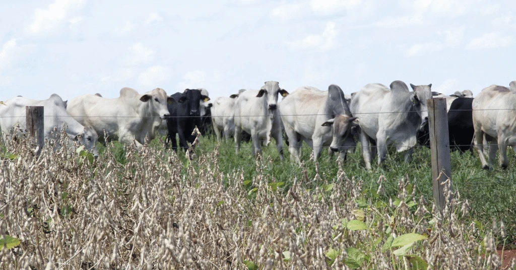 Produção Agropecuária diminui 2,6% em 2023 6 Valor Bruto da Produção Agropecuária recua 2,6% em 2023, para R$ 1,25 tri • Portal DBO