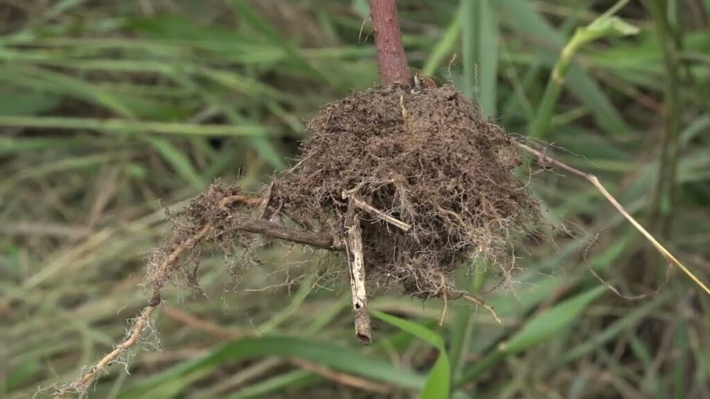 Produção de forragem nas pastagens de safrinha 33 producao de forragem nas pastagens de safrinha