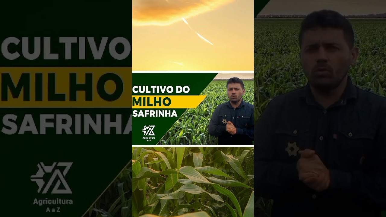Produção de Milho no Brasil: O que Saber? 🌽👀