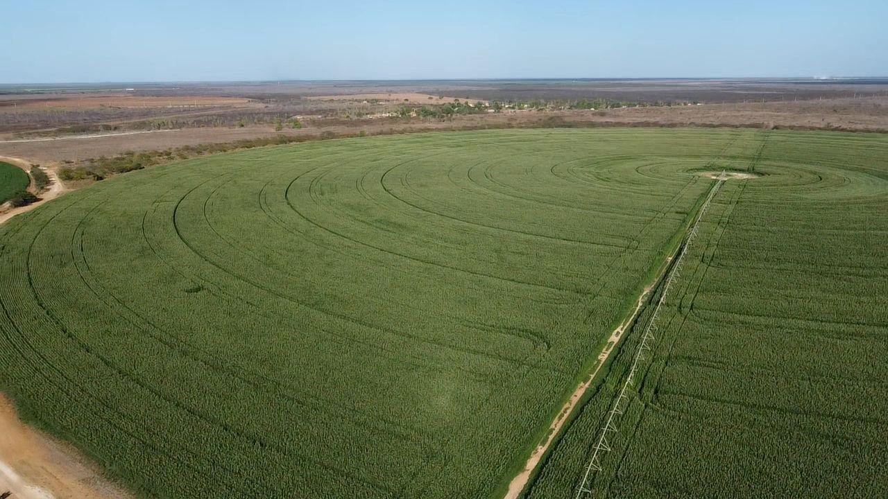 Fazenda Flor da Serra produz 42 toneladas de silagem de milho por hectare na Chapada do Apodi