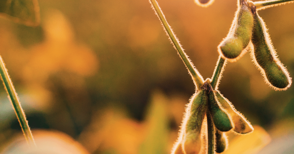 Ameaça de ferrugem e falta de chuva preocupam produtores de soja do RS