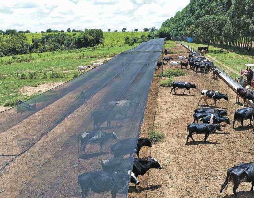 Produtores mineiros sacrificam gado para enfrentar crise nacional