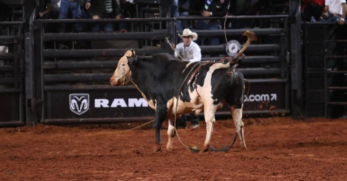 "Programa de genética bovina: Acesso Negado" - intrigante, não? 7 Acesso Negado dá nome a programa de genética bovina • Portal DBO