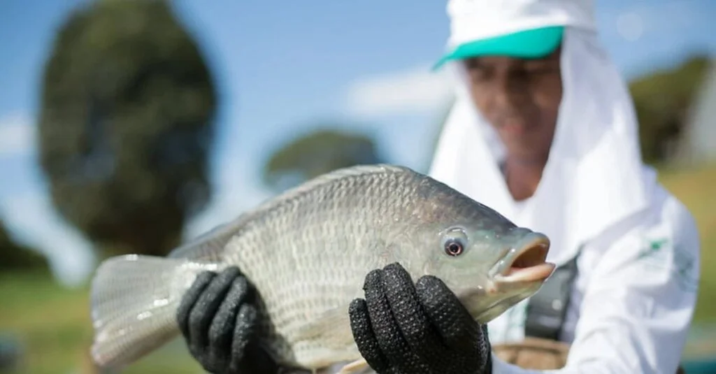 Epagri lidera programa de melhoramento genético de tilápia