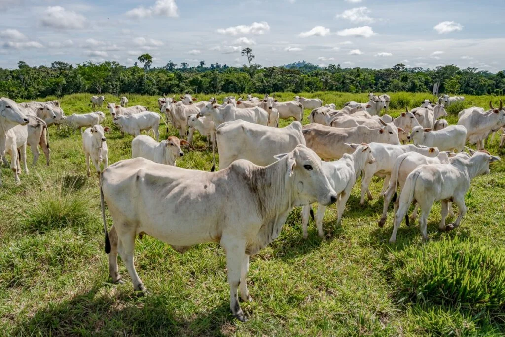 Preço do boi gordo recuou quase 3% em janeiro, e pressão continua | Boi