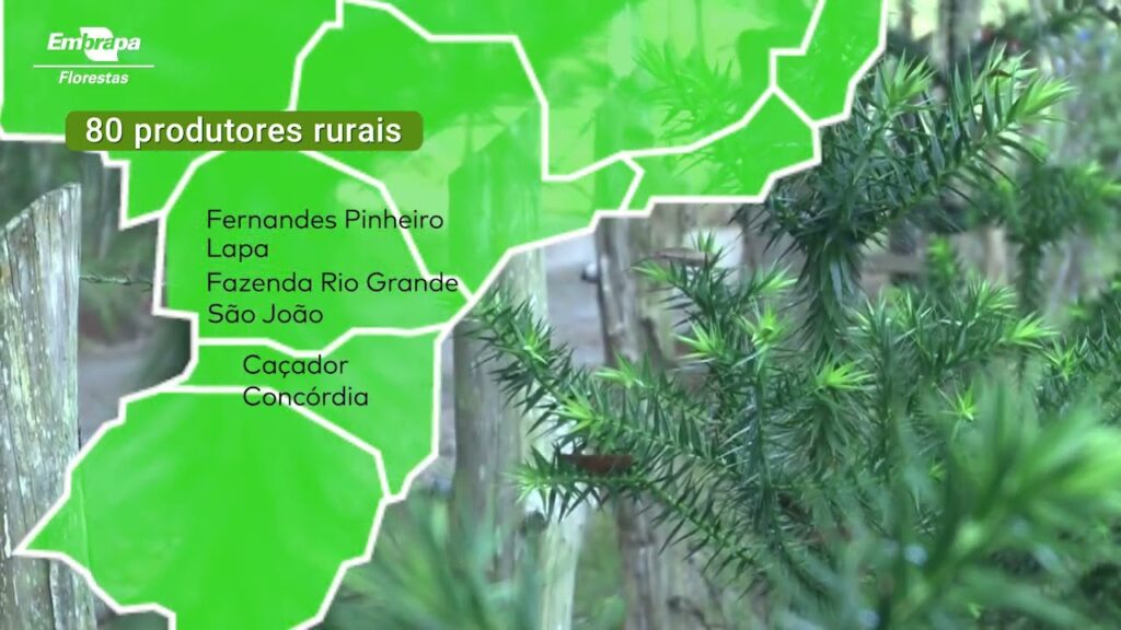 projeto estradas com araucarias