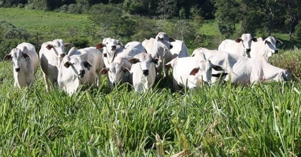 protocolos reduzem emissão de gás de efeito estufa em até 15%