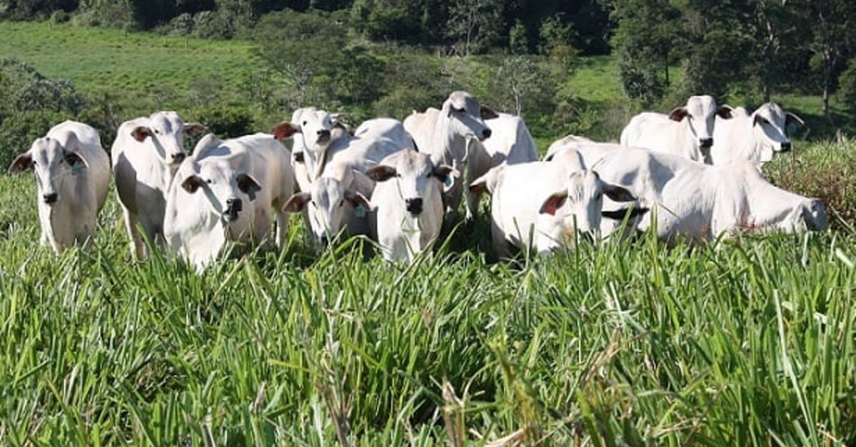 Protocolos reduzem emissão de gás de efeito estufa. Curioso?