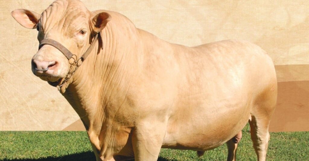 Purunã: especialista dá seu veredito no cruzamento da raça com matrizes Nelore e F1 Braford