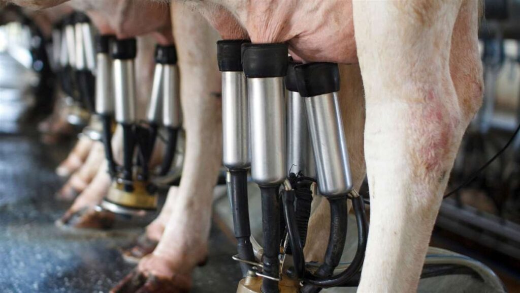 Qual a relação da ordenha com o bem-estar da vaca leiteira?