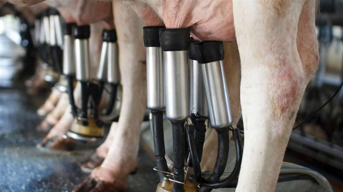 Qual a importância da ordenha para as vacas? 4 Qual a relação da ordenha com o bem-estar da vaca leiteira?