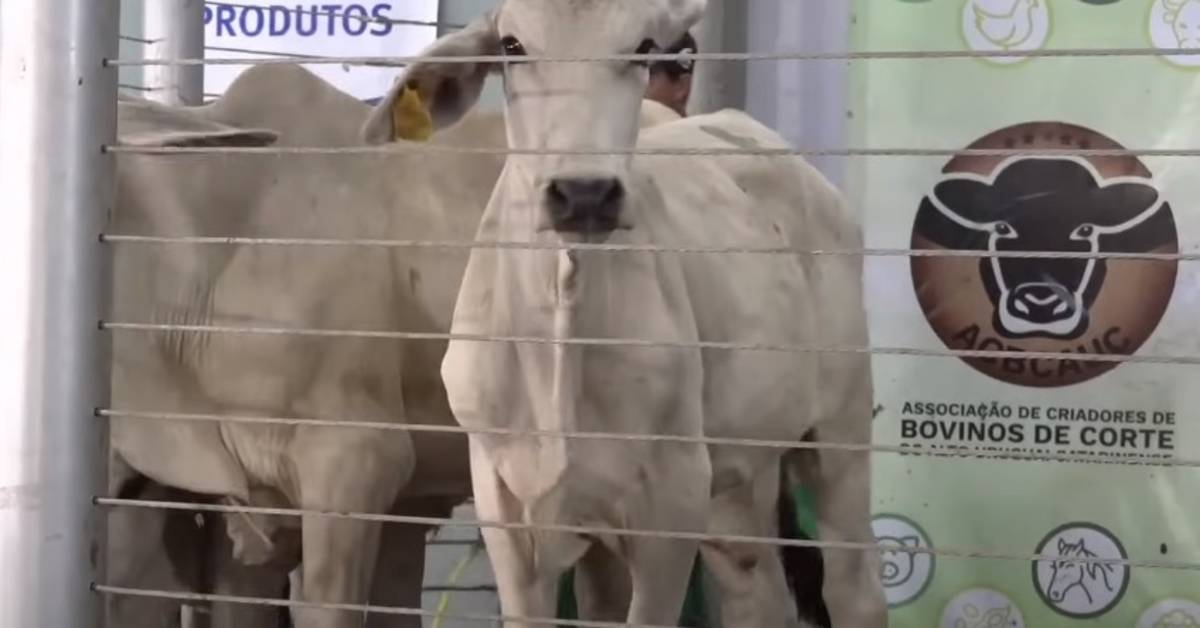 Qual o segredo do preço médio de R$ 2.472/cabeça em Concórdia?