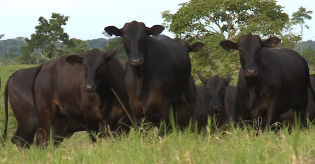 Tricross: qual raça vai bem no cruzamento com vacas meio-sangue Angus e Braford?