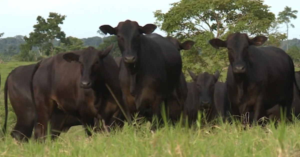 Qual raça para cruzamento com meio-sangue Angus e Braford? 21 Tricross: qual raça vai bem no cruzamento com vacas meio-sangue Angus e Braford?