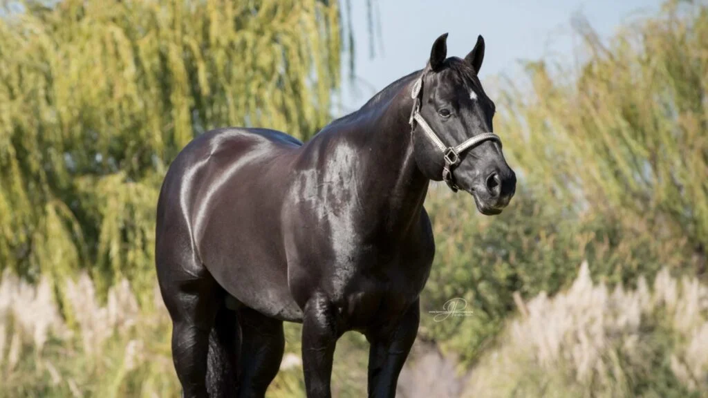 Quarto de Milha: o que faz esses equinos serem comparados à Ferrari? 🐎🏎️ 21 Quarto de Milha, a ‘Ferrari’ dos equinos — CompreRural