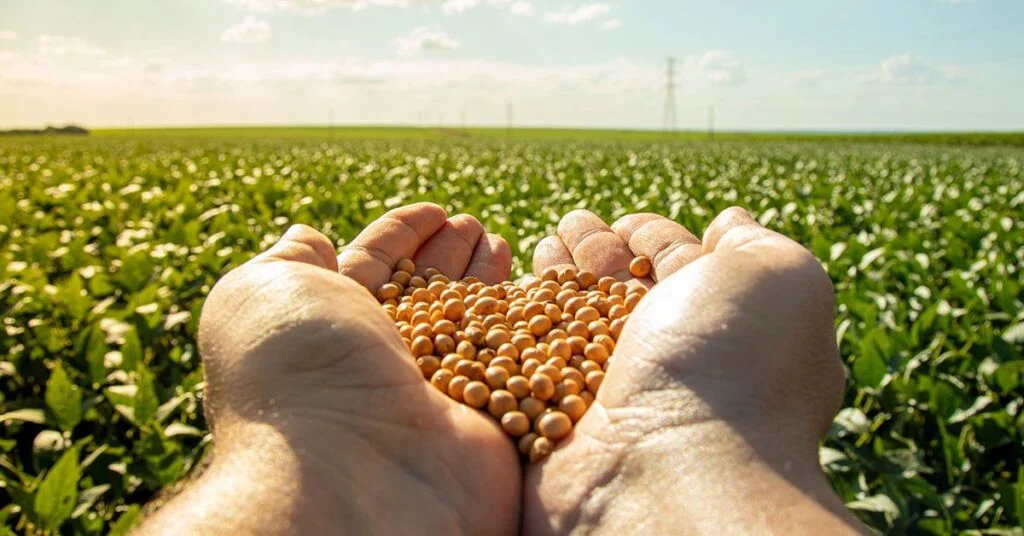 Colheita de soja 2023/24 atinge 32% da área no Brasil, mostra AgRural • Portal DBO