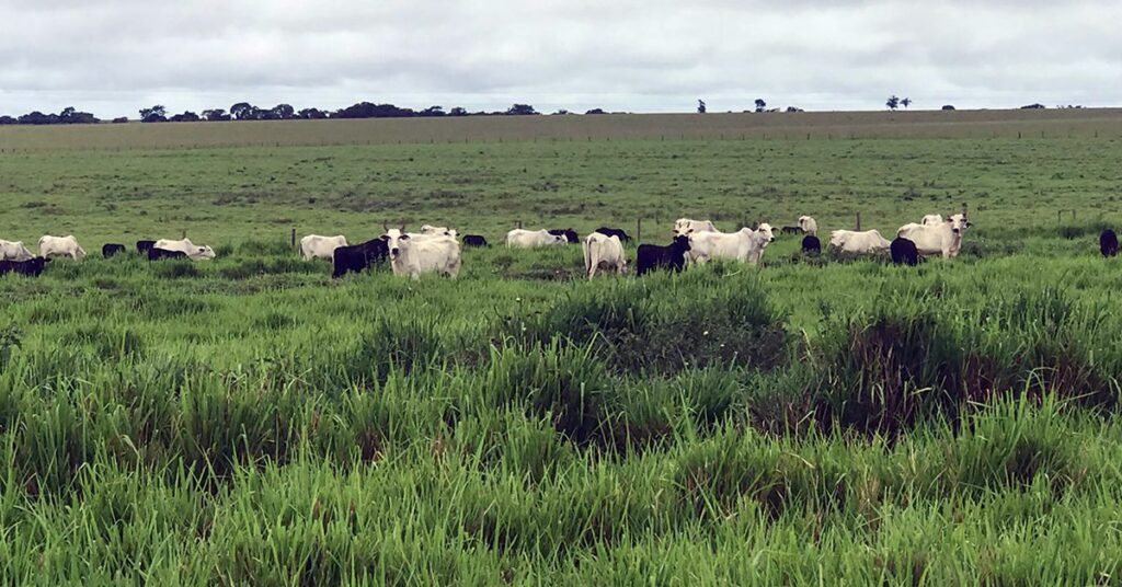 primeiro passo em fev/24 foi de queda, mas há esperança de retomada no curto prazo • Portal DBO