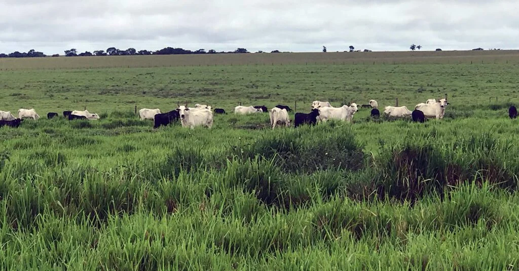 Queda inicial em fev/24, mas retomada à vista. Saiba mais! 3 primeiro passo em fev/24 foi de queda, mas há esperança de retomada no curto prazo • Portal DBO