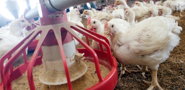 Quedas de insumos impulsionam avicultura