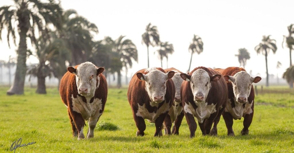 Raças Hereford e Braford em ascensão! 19 Hereford e Braford avançam no País com quase 1 milhão de animais registrados