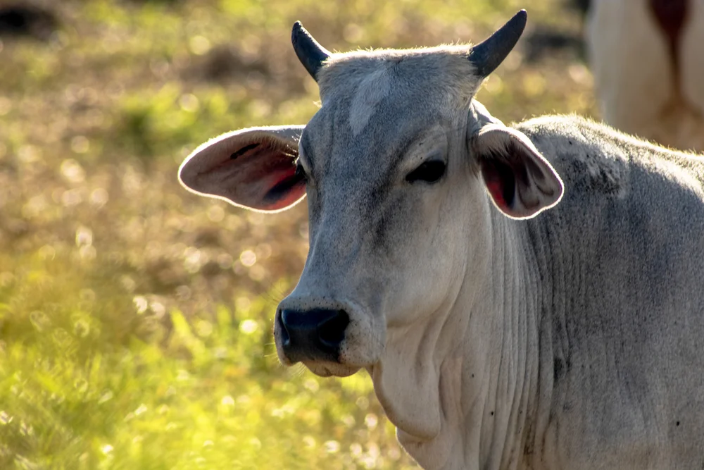 Raiva confirmada no interior de São João do Triunfo! 2 Agência de Defesa Agropecuária do PR confirma caso de raiva no interior de São João do Triunfo