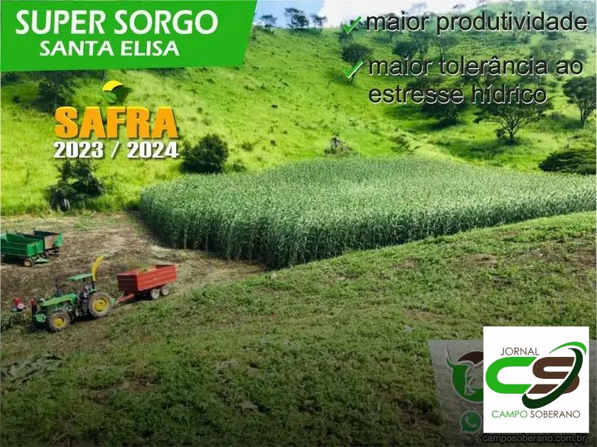 Redução de Custos na Produção de Silagem: Economia para os Produtores Redução de Custos na Produção de Silagem: Economia para os Produtores