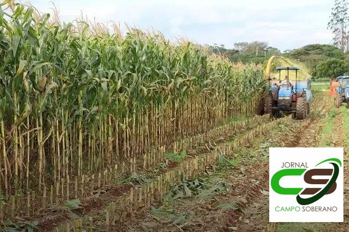 Redução de Custos na Produção de Silagem: Economia para os Produtores