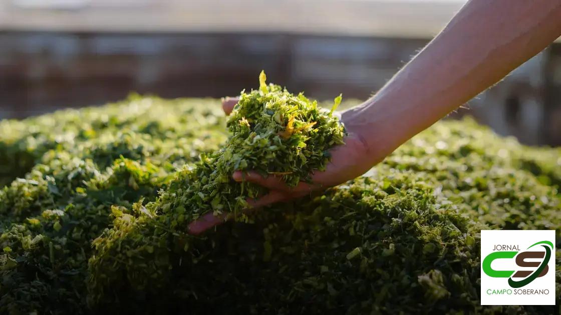 Redução de Custos na Produção de Silagem: Economia para os Produtores Redução de Custos na Produção de Silagem: Economia para os Produtores