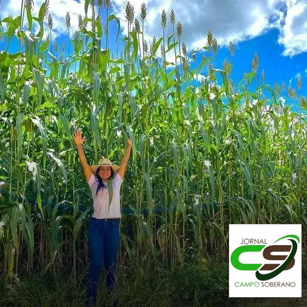 Redução de Custos na Produção de Silagem: Economia para os Produtores Redução de Custos na Produção de Silagem: Economia para os Produtores