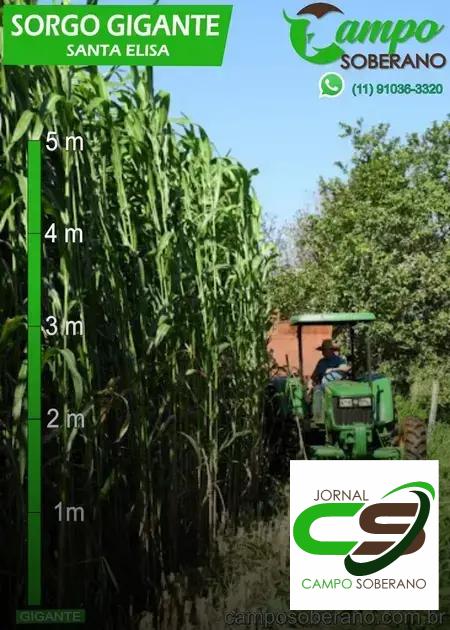 Resistência a Doenças e Pragas: Minimizando Perdas na Colheita