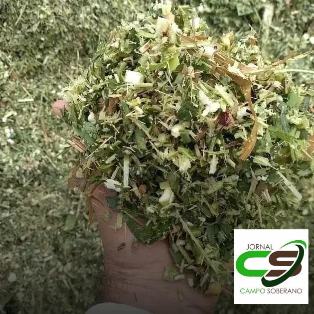 Resistência a Doenças e Pragas: Minimizando Perdas na Colheita