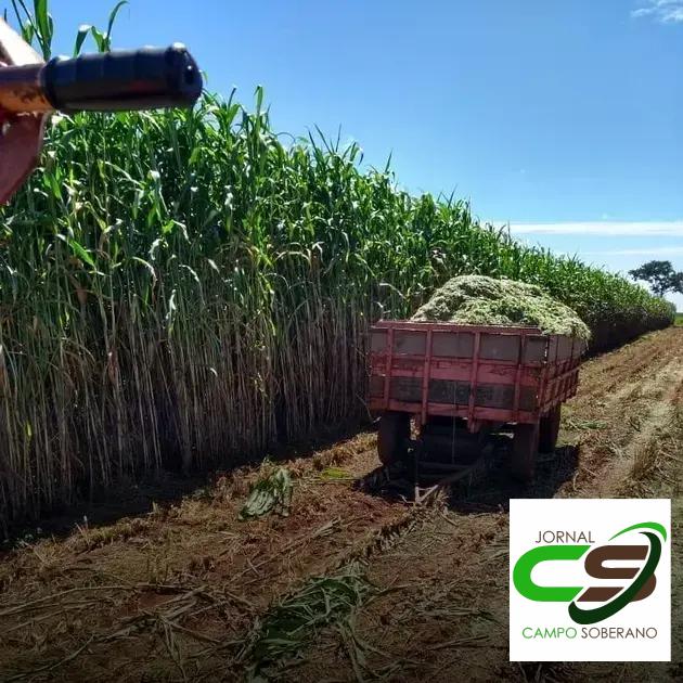 Resistência a Doenças e Pragas: Minimizando Perdas na Colheita