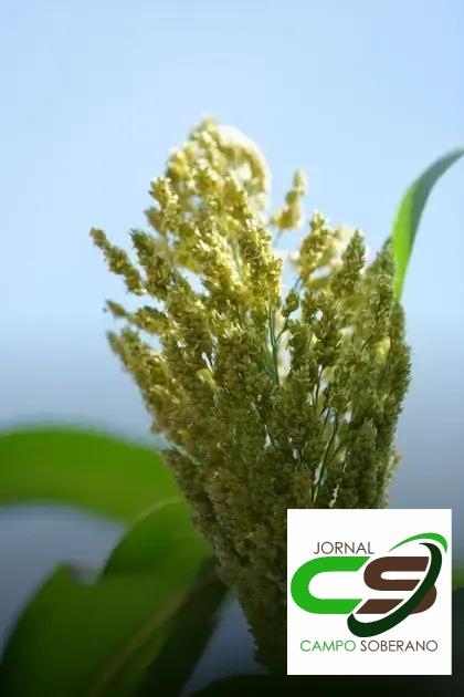 Resistência a Doenças e Pragas: Minimizando Perdas na Colheita Resistência a Doenças e Pragas: Minimizando Perdas na Colheita