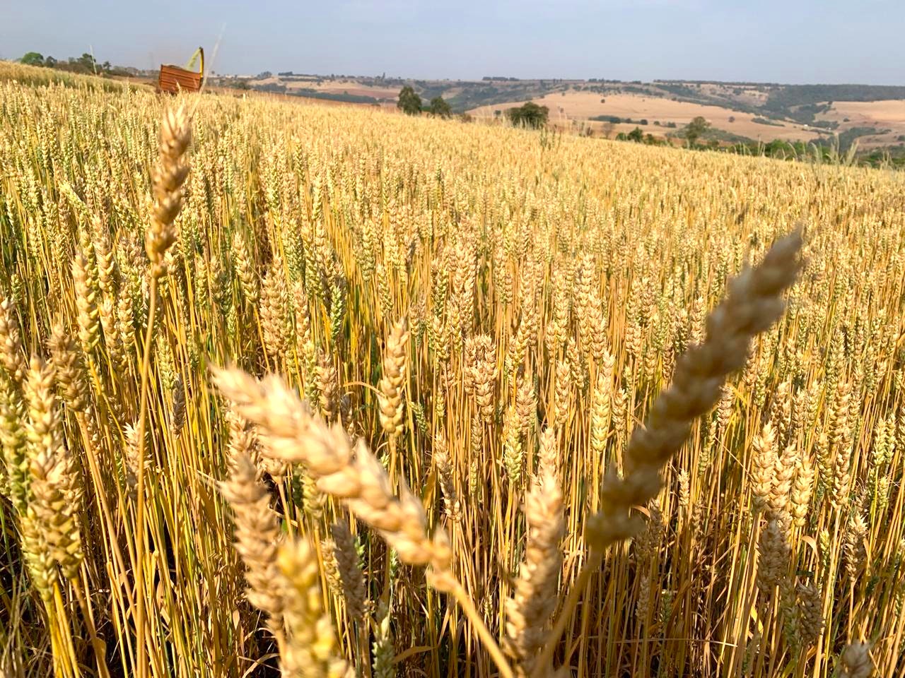 AgÃªncia Minas Gerais | Pesquisas da Epamig sobre cultivar de trigo para silagem apresentam resultados promissores