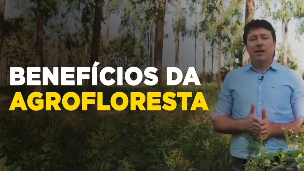 revitalize sua propriedade com sistemas agroflorestais