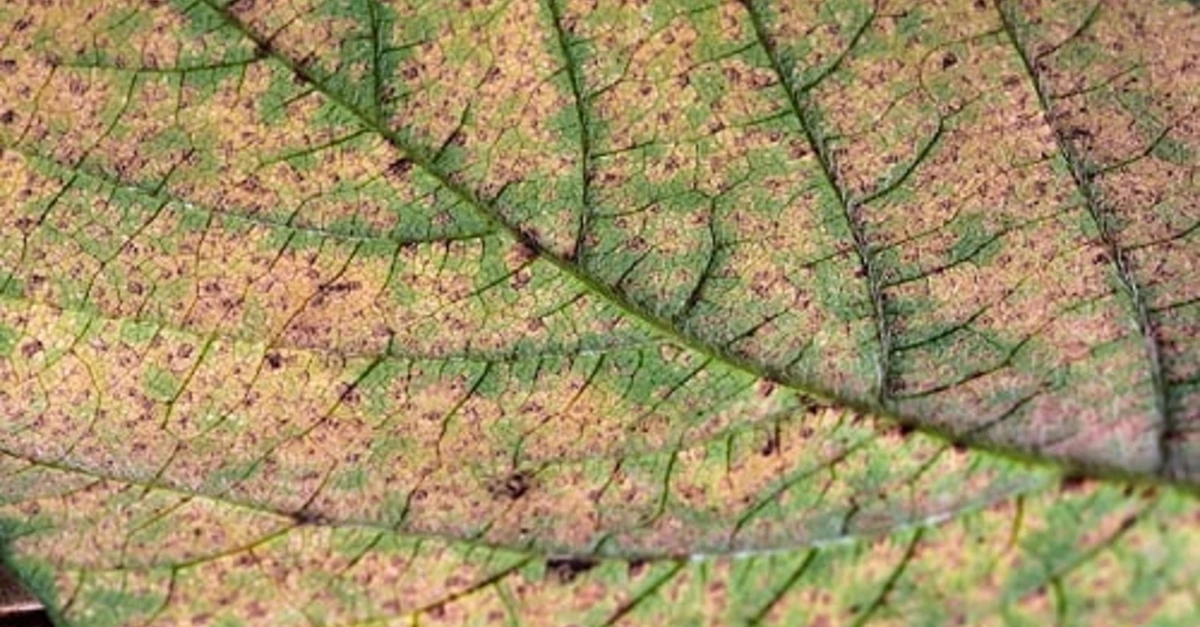 Risco para a safra de soja no RS