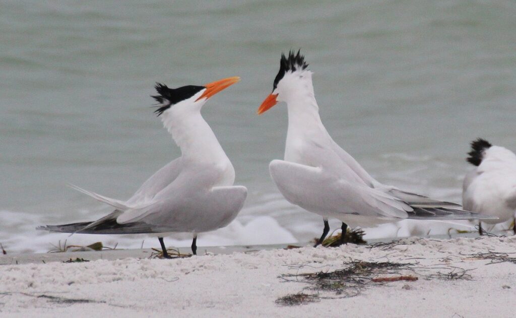 RS registra seu 1º foco de gripe aviária em aves silvestres em 2024 | Aves