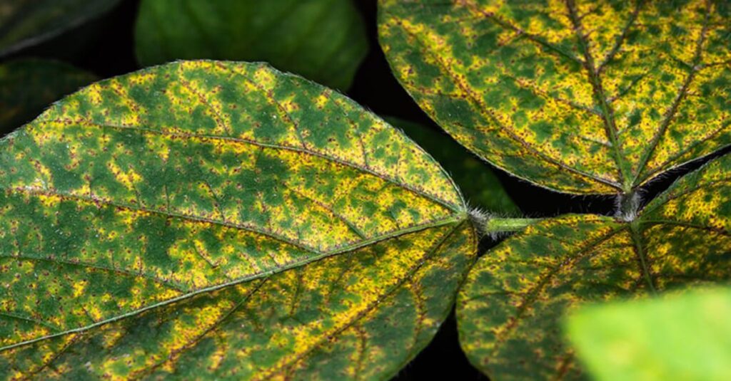 "RS registra 51 casos em janeiro" - o que mais aconteceu? 32 RS registrou 51 casos em janeiro, diz consórcio