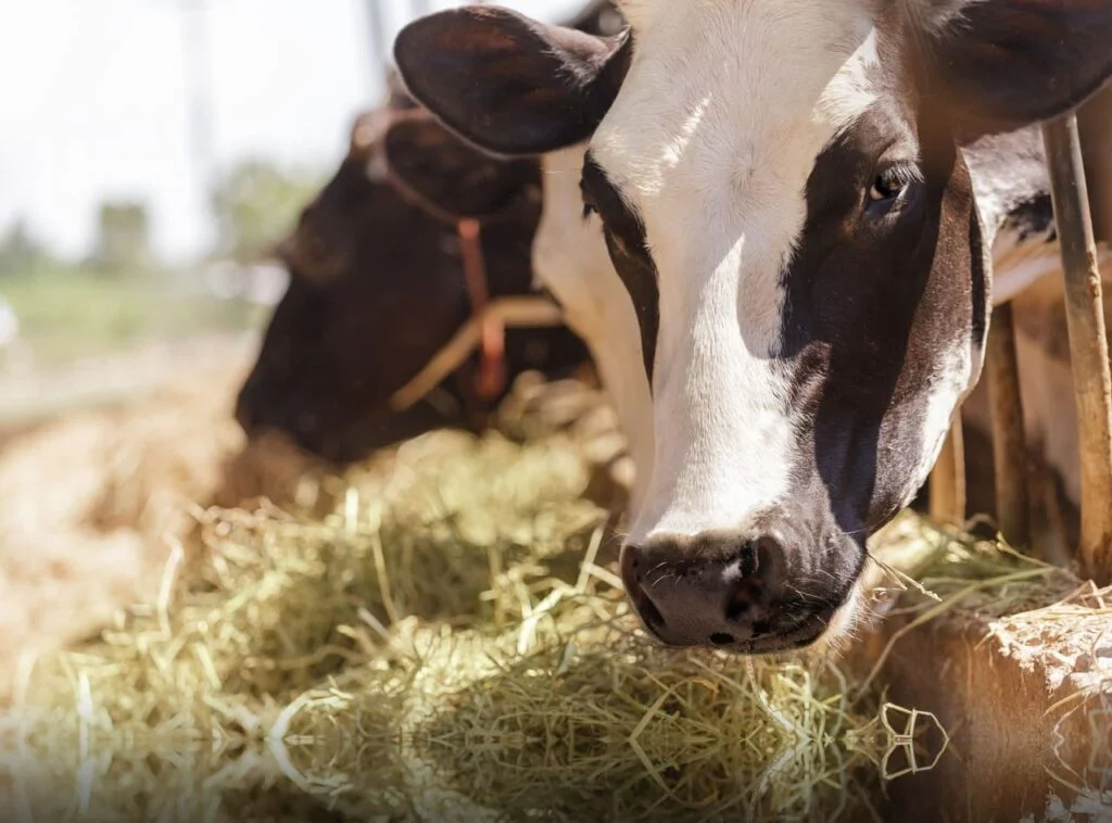entenda o funcionamento desse órgão