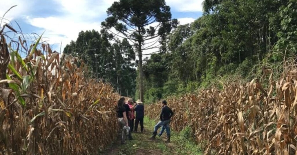 Santa Catarina colherá 279,2 mil toneladas de milho. O que isso significa? 2 Santa Catarina estima colher 279,2 mil toneladas de milho