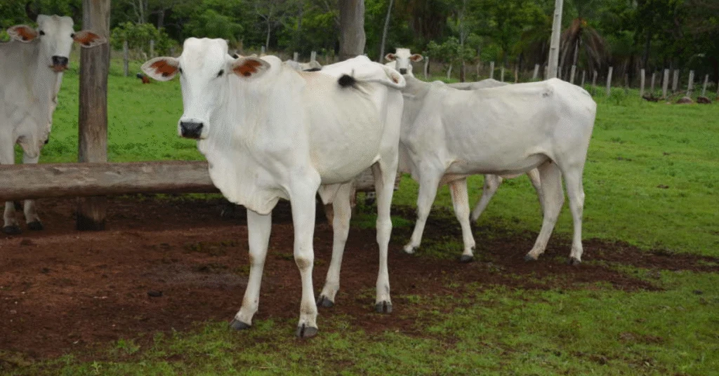 São Paulo lidera avanços em proteção animal e inovação na pecuária; veja vídeo • Portal DBO