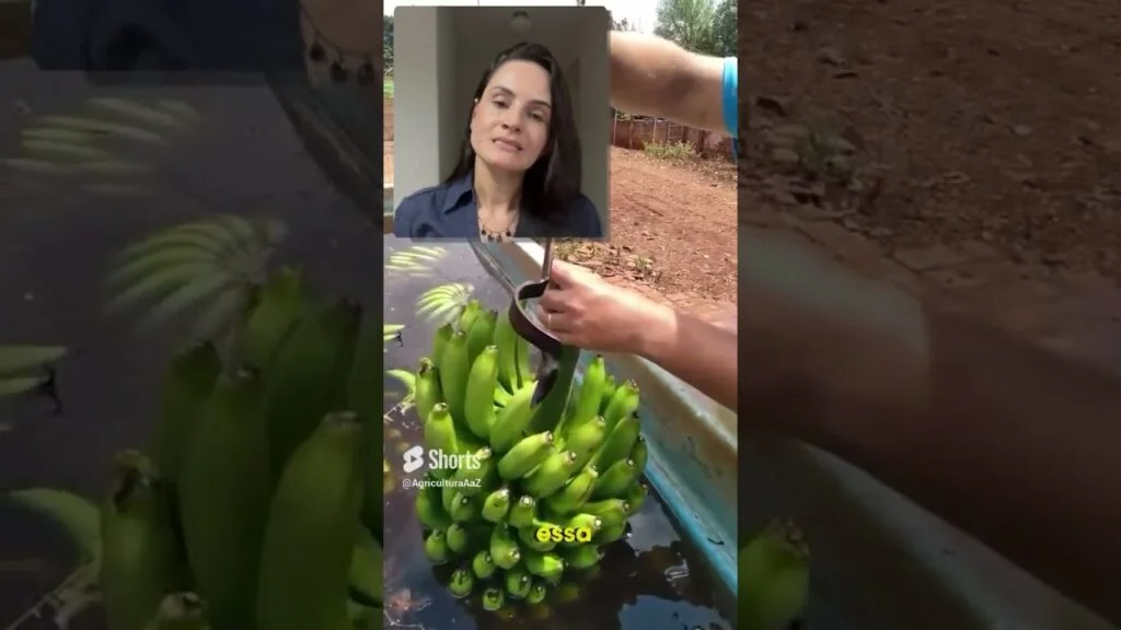 segredos da despenca da banana agro agricultura