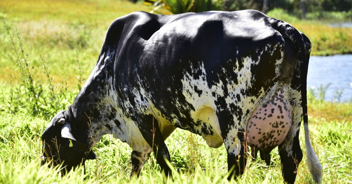 Vaca Girolando: especialista dá dicas para estimular a produção leiteira na fazenda