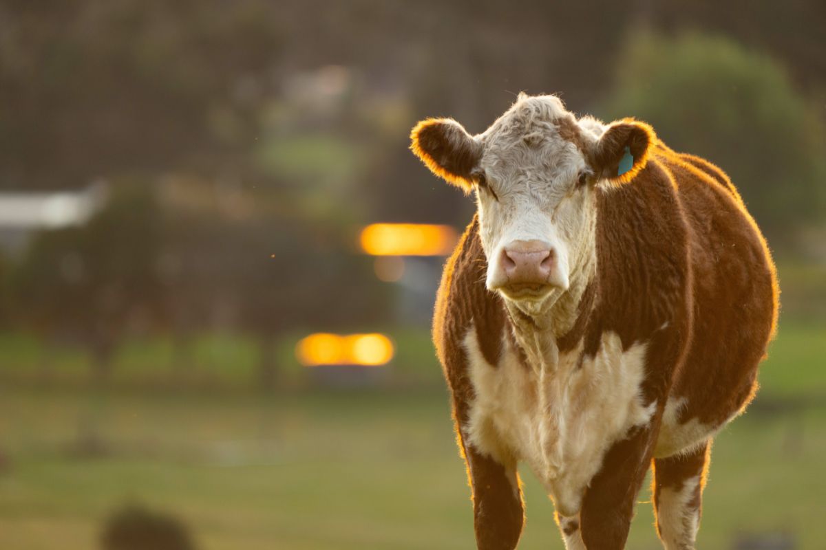 Seguro pecuário- Aumento nas indenizações. 13 Indenizações do seguro pecuário crescem com preço do boi gordo
